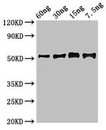 Soybean GGH Polyclonal Antibody