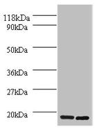 H2AFJ Antibody in Western Blot (WB)