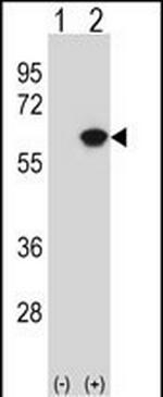 NAP1L1 Antibody in Western Blot (WB)