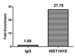 Histone H1.4 Antibody in ChIP Assay (ChIP)