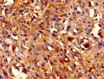 HIST1H2BB Antibody in Immunohistochemistry (Paraffin) (IHC (P))