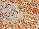 HIST1H2BB Antibody in Immunohistochemistry (Paraffin) (IHC (P))