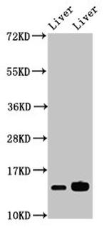 HIST1H2BB Antibody in Western Blot (WB)