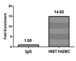 Crotonyl-HIST1H2BC (Lys20) Antibody in ChIP Assay (ChIP)