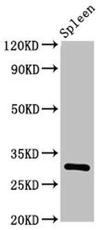 CD25 Antibody in Western Blot (WB)