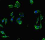 RC74 Polyclonal Antibody