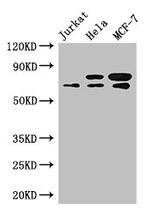 RC74 Antibody in Western Blot (WB)