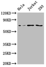 RC74 Antibody in Western Blot (WB)