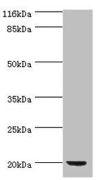 E. coli PDF Antibody in Western Blot (WB)