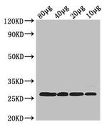 E. coli rpsB Polyclonal Antibody