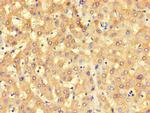 BHMT2 Antibody in Immunohistochemistry (Paraffin) (IHC (P))