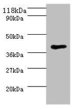 Saccharomyces cerevisiae MHT1 Polyclonal Antibody