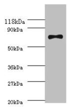 E. coli RecQ Polyclonal Antibody