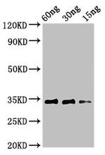 Alnus glutinosa Major pollen allergen Aln g 1 Polyclonal Antibody