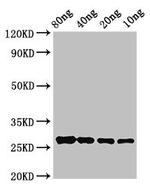 OLE9 Polyclonal Antibody