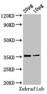 TAL1 Polyclonal Antibody