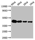 LTA Polyclonal Antibody