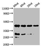 notchl Polyclonal Antibody