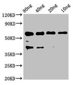 EGF Polyclonal Antibody