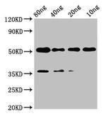 c-Met Polyclonal Antibody