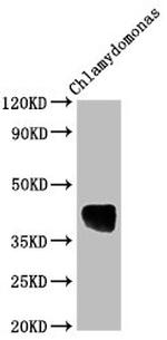 Chlamydomonas reinhardtii AOX1 Polyclonal Antibody