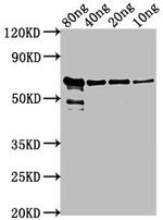 Chicken Anemia Virus VP2 Antibody in Western Blot (WB)