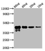 Mycoplasma pneumoniae MPN-083 Polyclonal Antibody