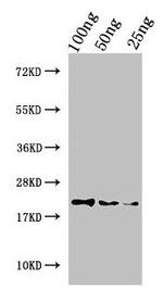 Haliotis laevigata Perlwapin Antibody in Western Blot (WB)