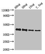 Ebola Virus GP Polyclonal Antibody