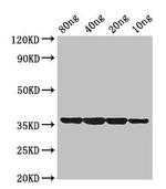 DNA protection during starvation protein Polyclonal Antibody