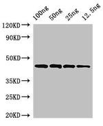 Streptococcus pyogenes speB Polyclonal Antibody