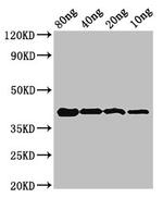 Chlamydia trachomatis OmcB Antibody in Western Blot (WB)