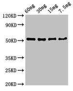 Vaccinia Virus D8L Polyclonal Antibody