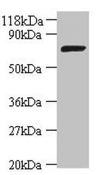 E. coli DNA ligase Polyclonal Antibody