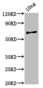 vvhA Polyclonal Antibody