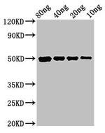 E. coli cysP Polyclonal Antibody
