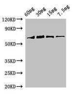 Soybean RBCL Polyclonal Antibody