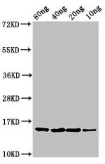 E. coli yebF Polyclonal Antibody