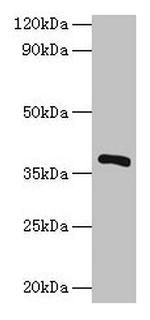 Bacillus subtilis iolG Polyclonal Antibody