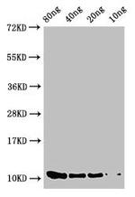Salmonella typhimurium prgJ Antibody in Western Blot (WB)