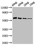 Paenibacillus thiaminolyticus Thiaminase-1 Polyclonal Antibody