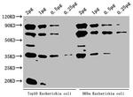 E. coli (strain K12) ppsA Antibody in Western Blot (WB)