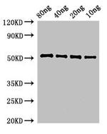 Bacillus subtilis pbpE Polyclonal Antibody