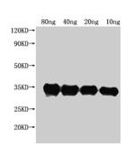 E. coli (strain K12) PdeH Polyclonal Antibody