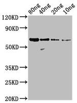 Bovine RSV Nucleoprotein Polyclonal Antibody