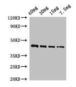 Arabidopsis thaliana OSM34 Polyclonal Antibody