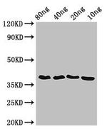 Wolbachia pipientis FtsZ Polyclonal Antibody