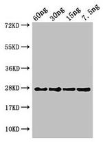 Prochlorothrix hollandica PETE Polyclonal Antibody