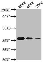 Helix pomatia Copper-Metallothionein Polyclonal Antibody