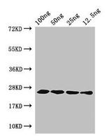 HFBI Polyclonal Antibody